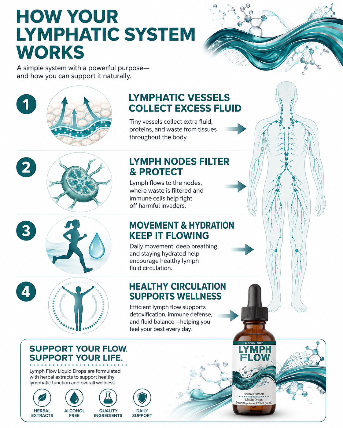 Infographic showing how the lymphatic system works